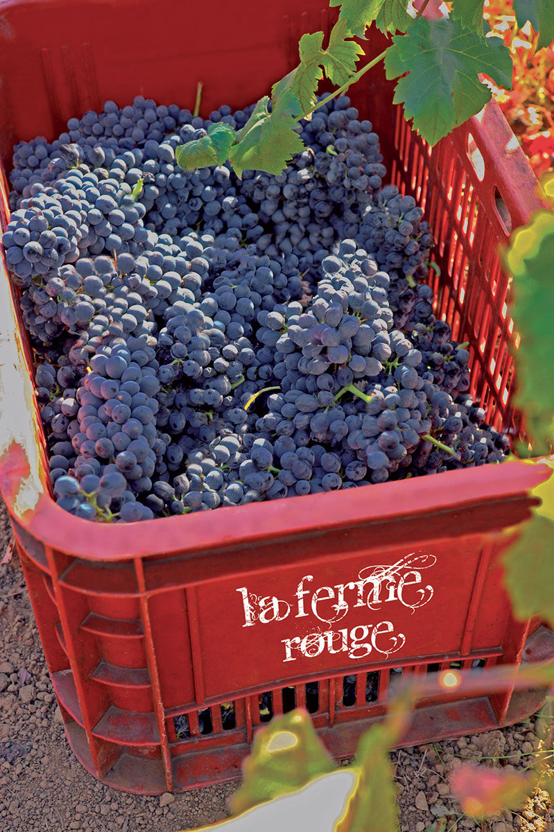 Le Rouge Red