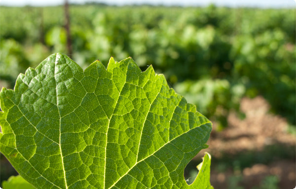 シービー・イニシャル・ブラン CB INITIAL BLANC