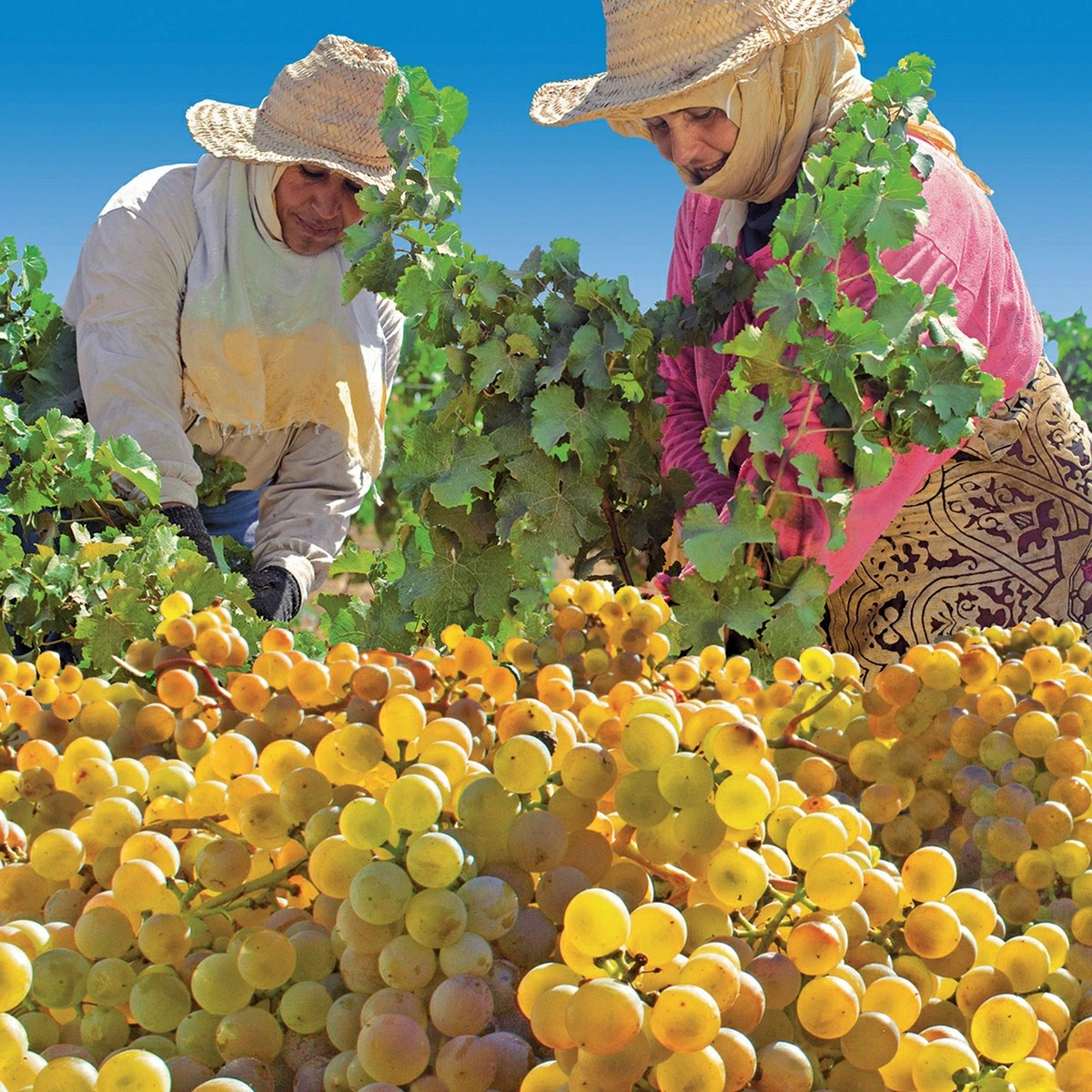 ペネロペ Penelope