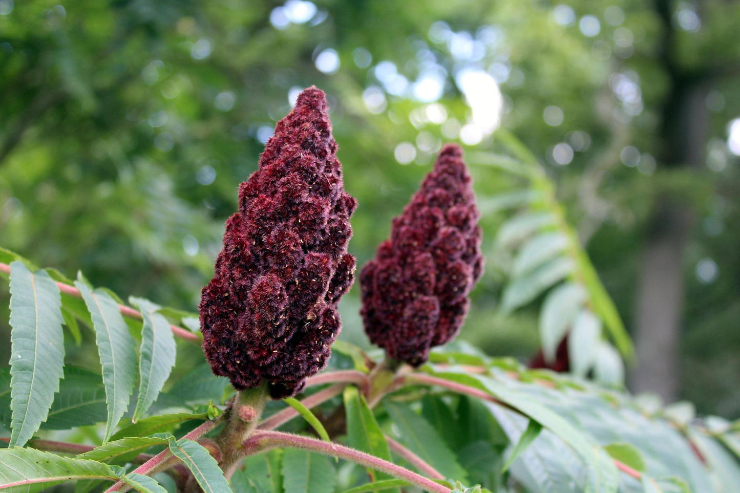 SUMAC 160g